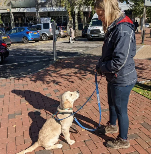 Training an assistance dog