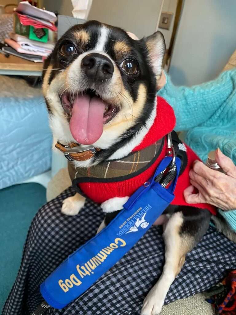CD Dogs Care Homes2