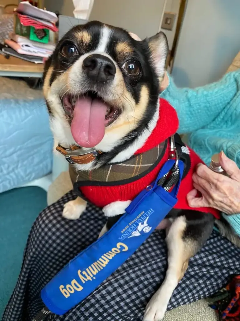 CD Dogs Care Homes2