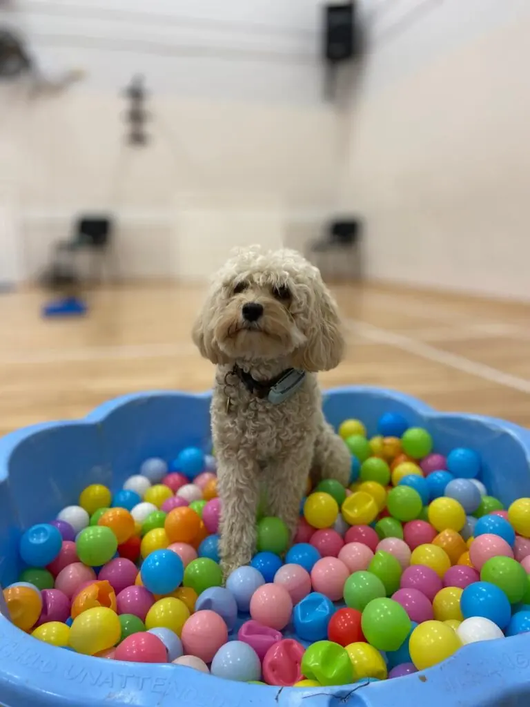 Till ball pit
