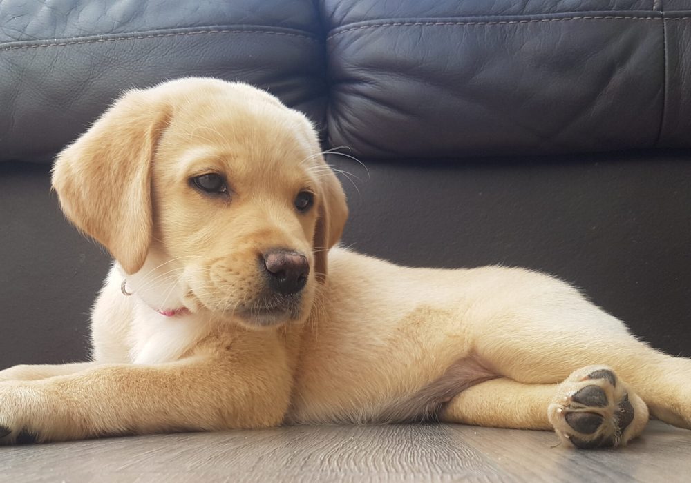 a puppy lying on the floor