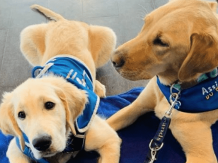 Assistance Dogs trained by Helpful Hounds charity